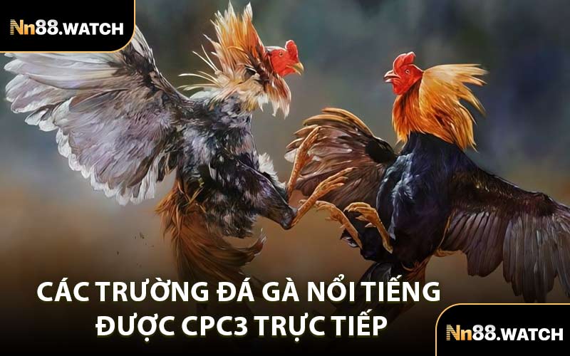 Các Trường Đá Gà Nổi Tiếng Được CPC3 Trực Tiếp